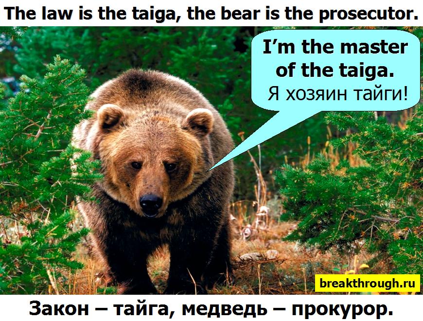 Тайга закон таёжный медведь прокурор хозяин