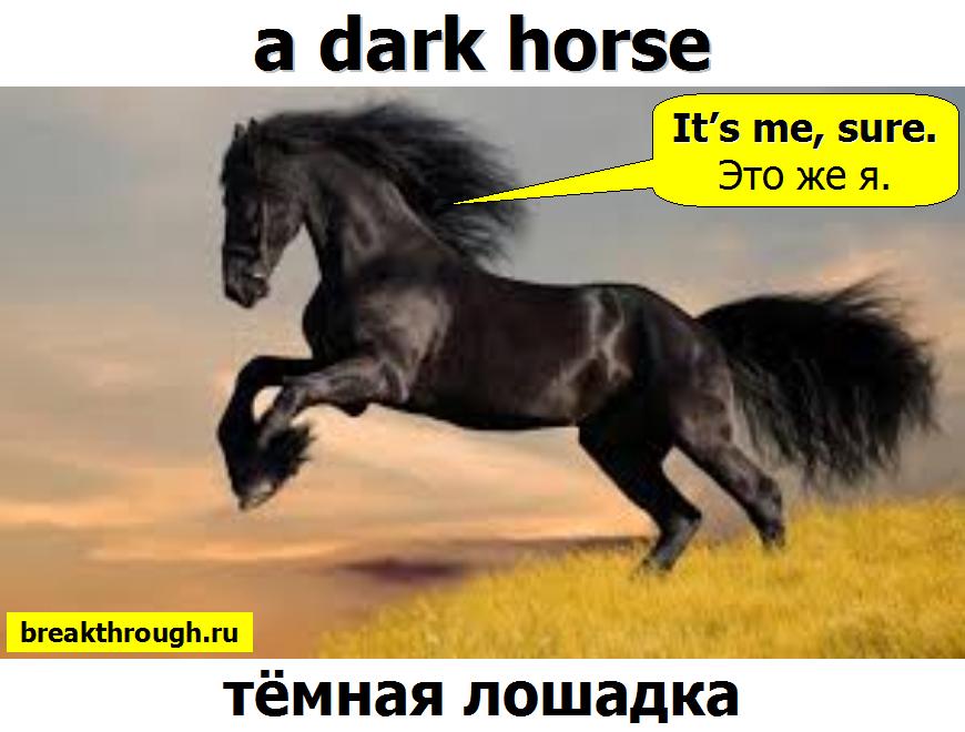   a dark horse