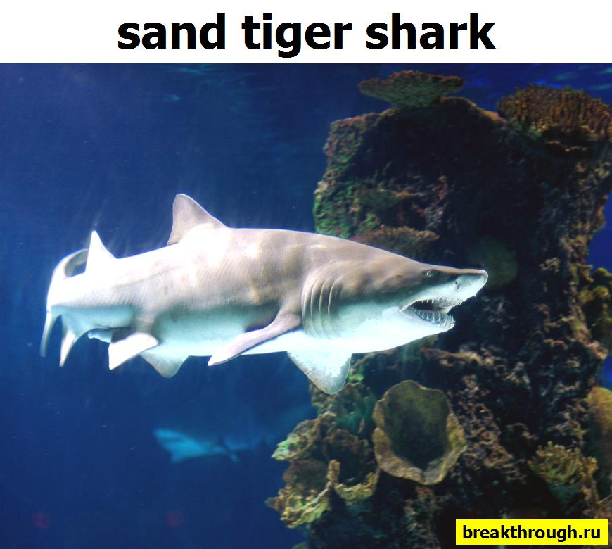 песчанная акула