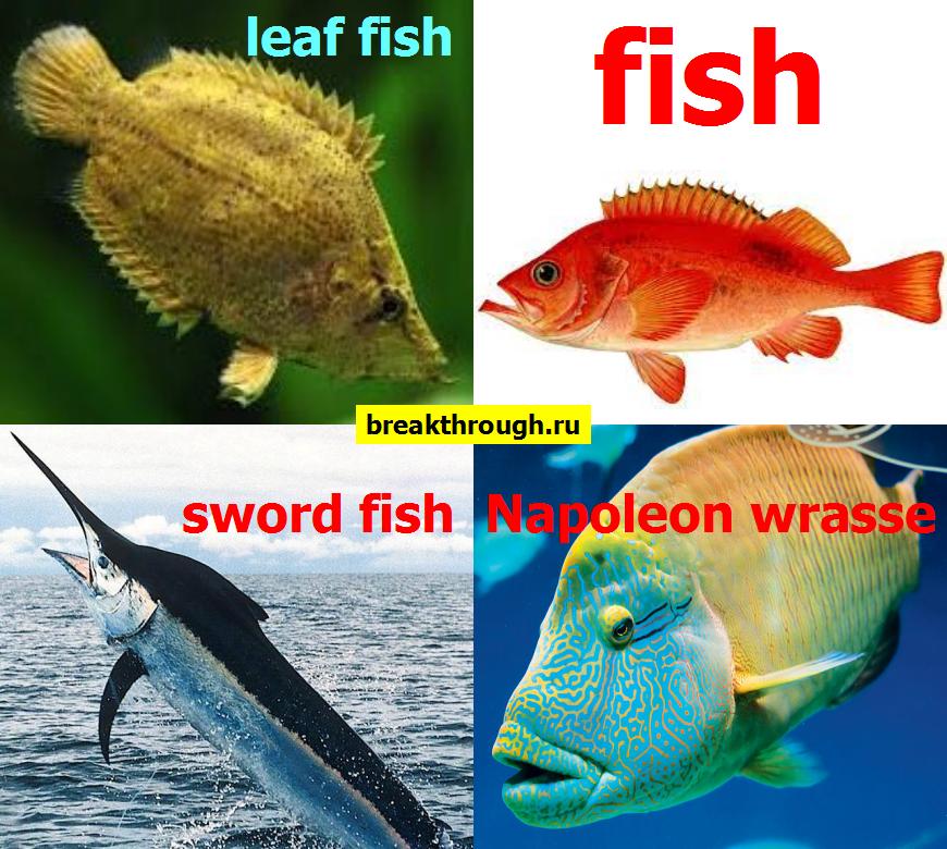 рыба лист меч Наполеон