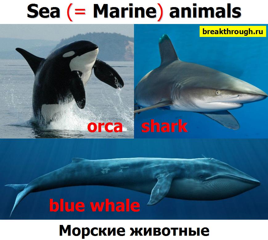 Морские животные Sea Marine animals